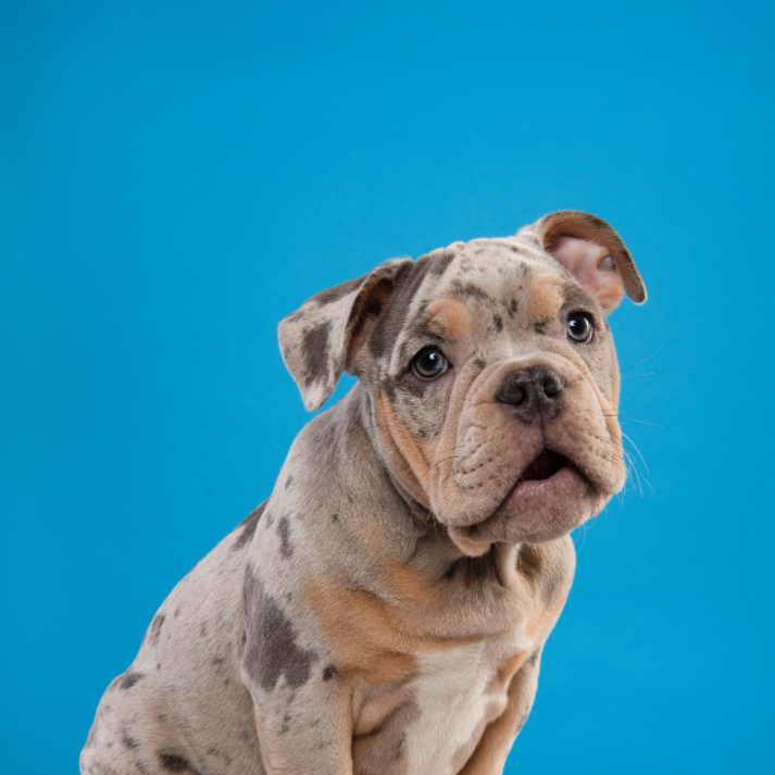 Mid-Market Challenger Pet Brand case study