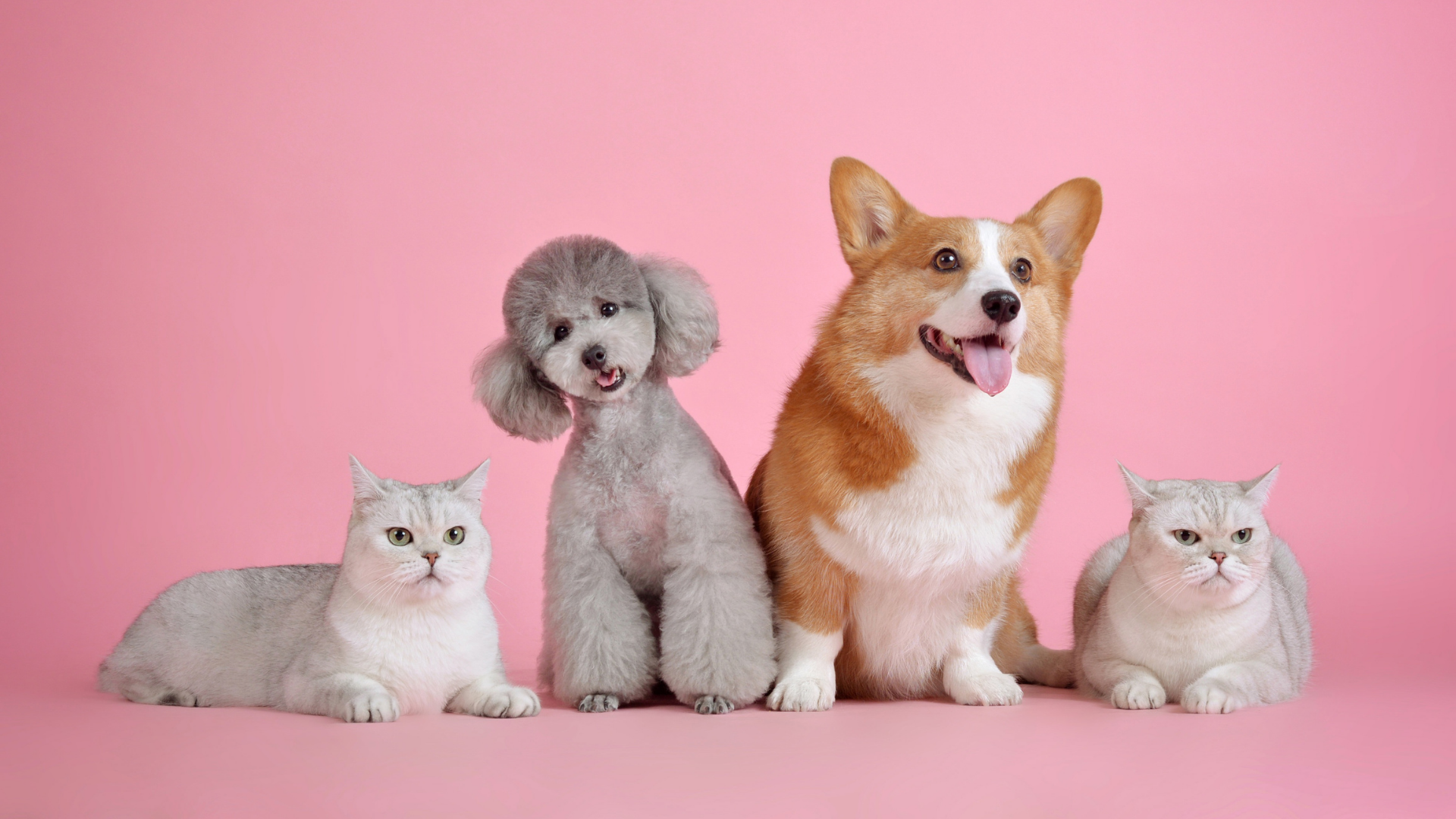 pets