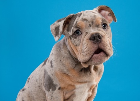 Merle bulldog puppy on a blue background